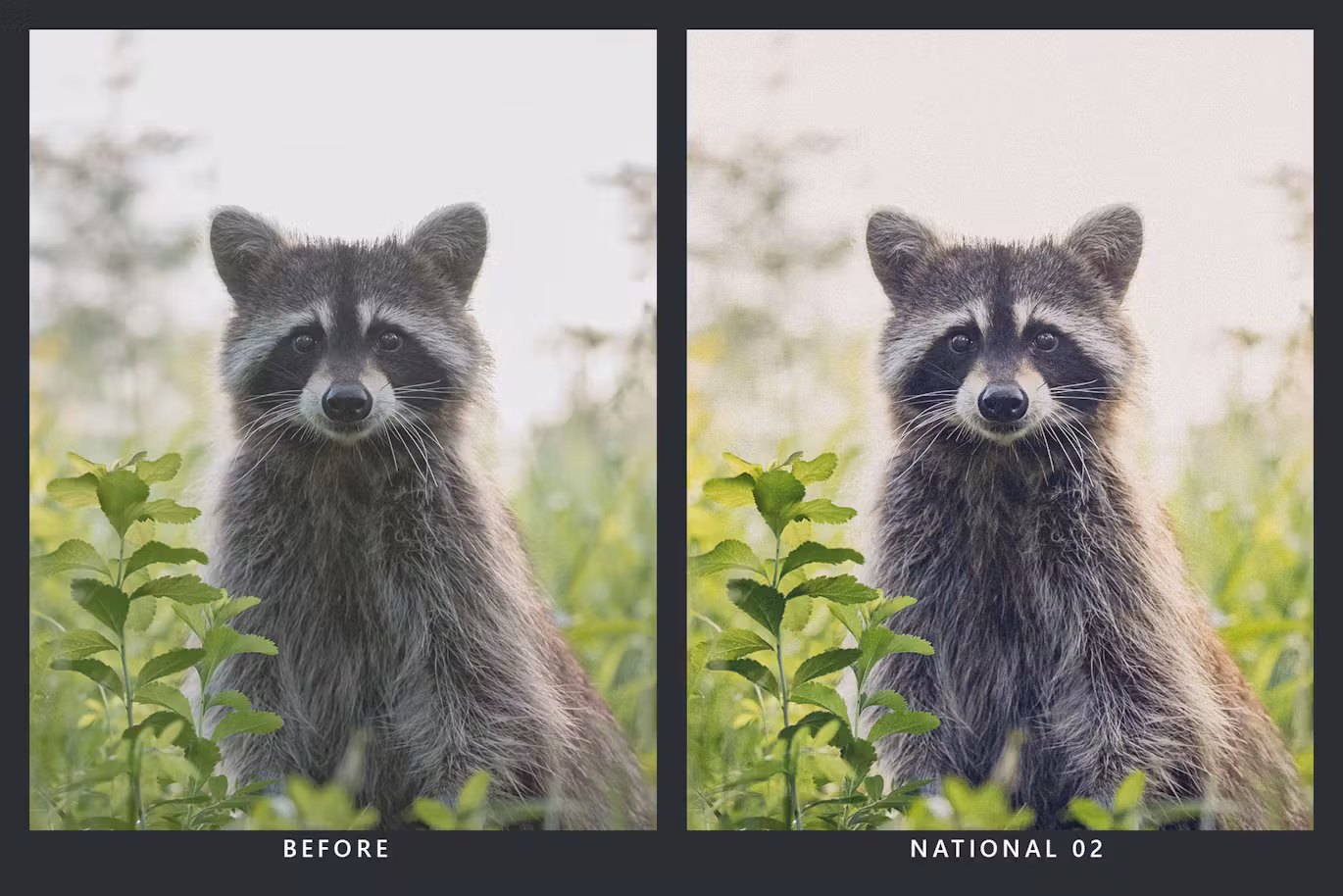20 Wilderness Lightroom Presets and LUTs