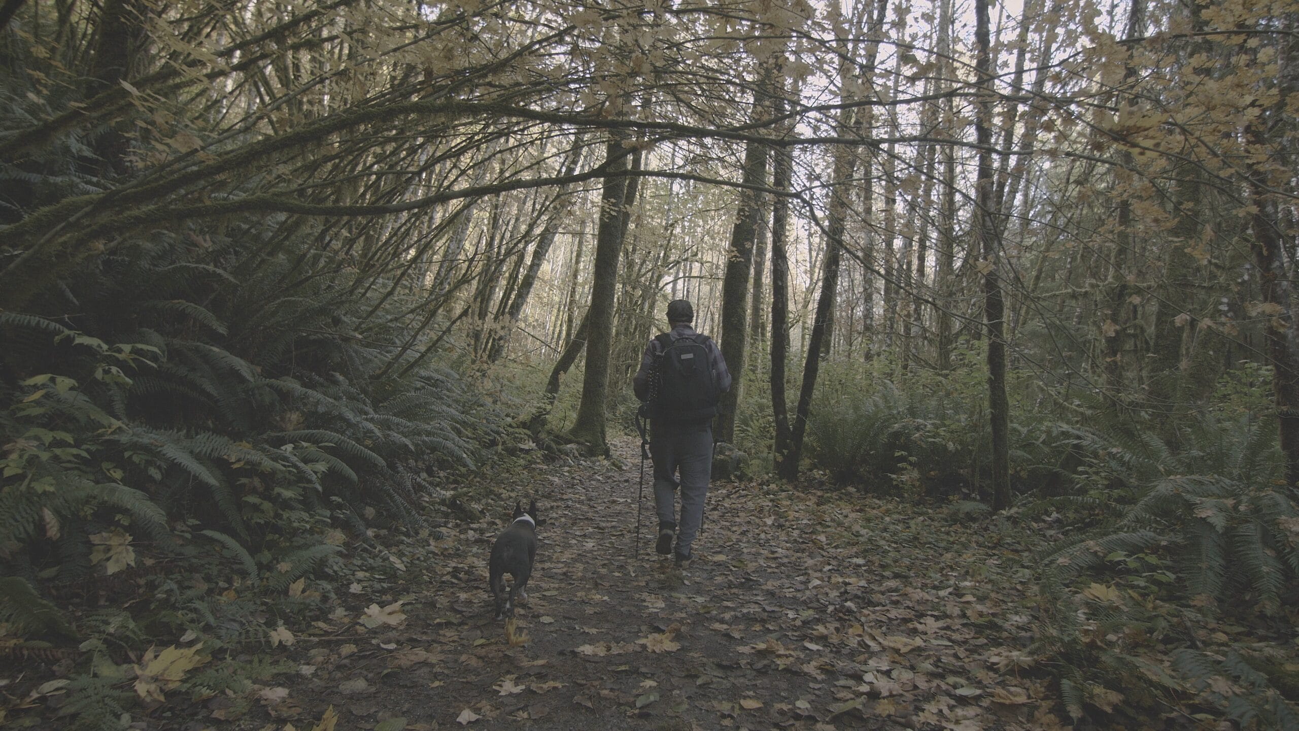 Kodak 2383 Inspired Cinematic LUTs