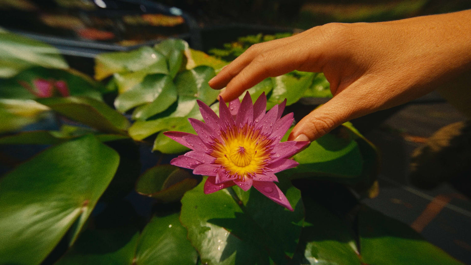 Filmkid 16 Powergrade and LUT